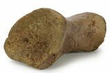 Superb, Hadrosaur (Edmontosaurus) Phalanx - Wyoming #382485-3